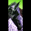 Appaloosa